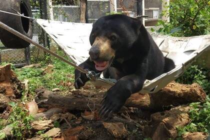 A bear in the animal welfare project