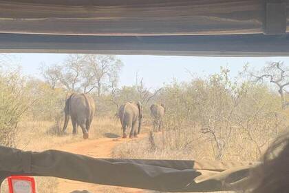 Praktikum im Großraum Krüger Nationalpark in Südafrika