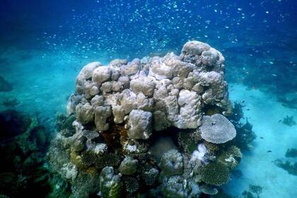 Coral reef in the diving project in Tanzania