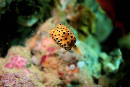 Fisch im Tauchprojekt in Tansania