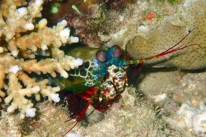 Krebs im Tauchprojekt in Tansania