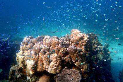 Protect corals in the diving project