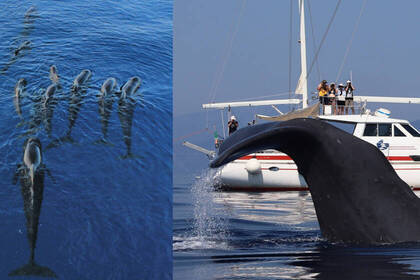 Nordwestitalien Volunteers Fische