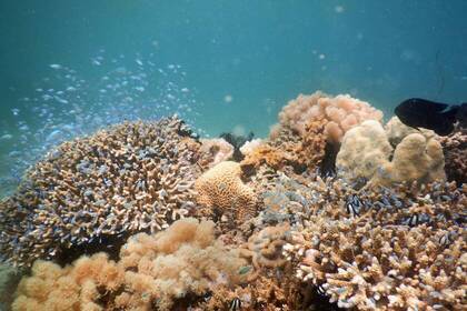 Corals in the diving project in Tanzania