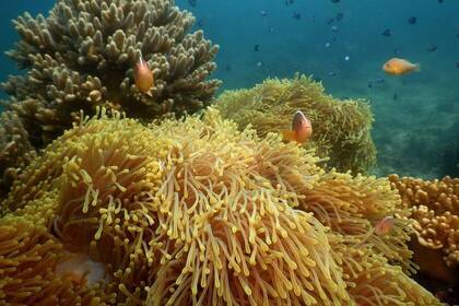 Fische und Korallen in Tansania