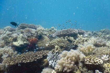 Corals and fish in the diving project in Tanzania