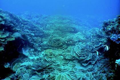 Tauchprojekt in Mtwara, Tansania