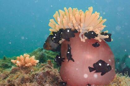 Fische und Korallen im Tauchprojekt