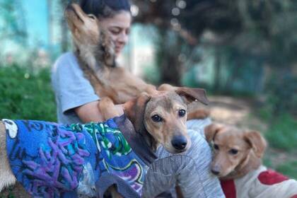 Volunteer with dogs in animal shelter on Crete