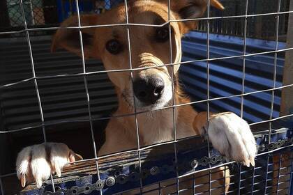 Dog in the shelter project on Crete