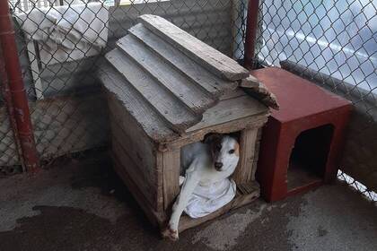 Dog sleeps in his house at the animal shelter in Crete