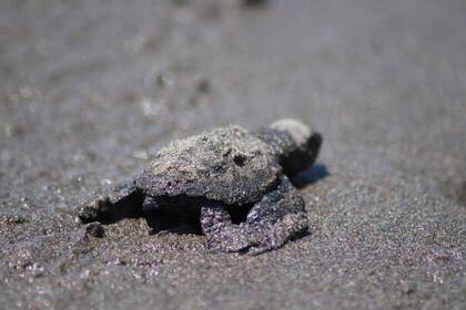 Baby Schildkroete am Strand Costa Rica