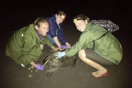 Costa Rica Schildkroete