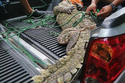 Crocodile Costa Rica Pick-Up
