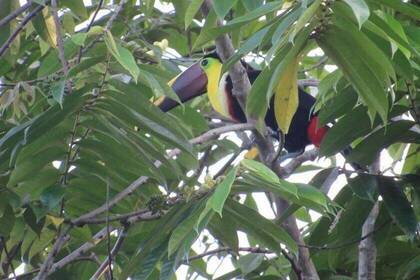 Costa Rica Tucan