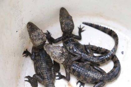 Costa Rica baby crocodiles