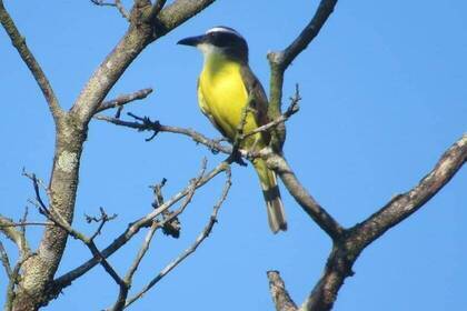 Costa Rica bird on tree