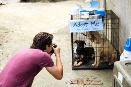 Hunde als perfektes Fotomodel