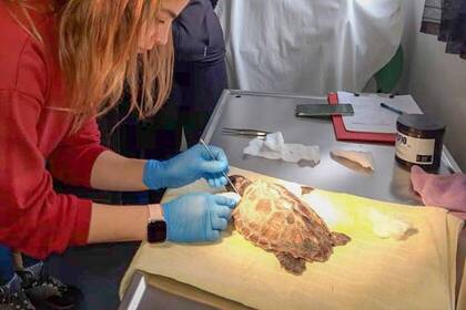 Freiwilligenarbeit im Schildkrötenprojekt