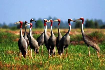 Cranes in the national park