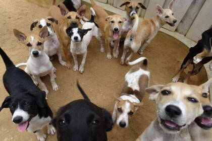 Die Hunde freuen sich über die Liebe und Unterstützung durch Volunteers.