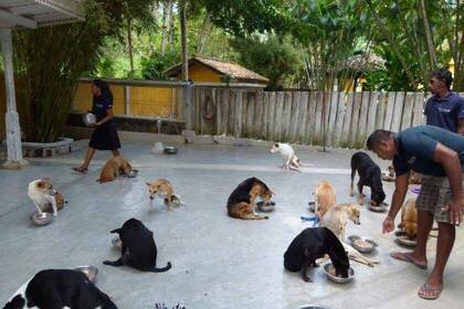 Street dogs are cared for in the veterinary clinic