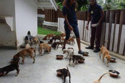Feeding the dogs is one of the volunteers' tasks