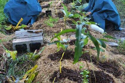 Volunteers bei ihrer Arbeit in der Eco Community in Australien