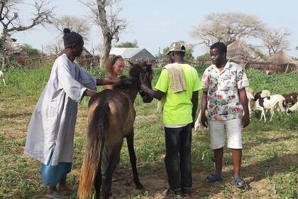 Bewohner, Volunteer und Tiere im Dorf in Senegal