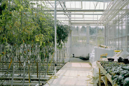 In the greenhouse in the Eco Village