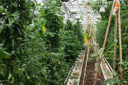 Various types of vegetables and herbs grow in the greenhouse in the Eco Village