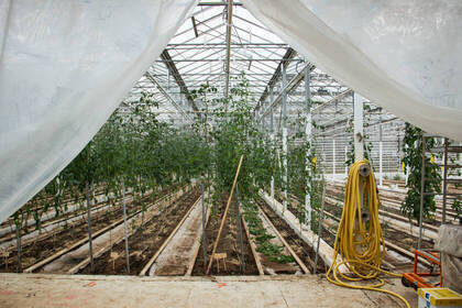Greenhouse with organic cultivation