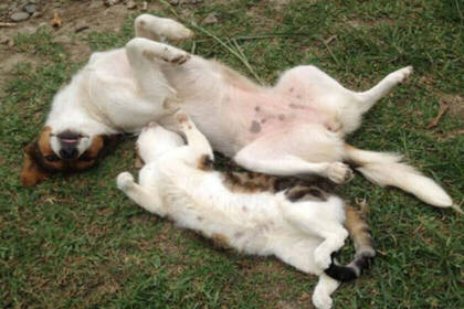 Auch Hunde und Katzen wohnen auf der Pferdefarm