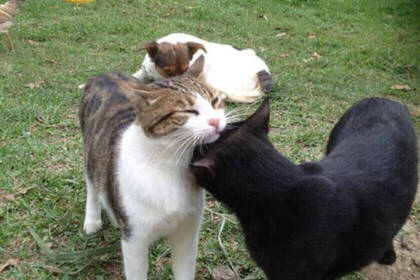 Die Fellnasen freuen sich über Streicheleinheiten