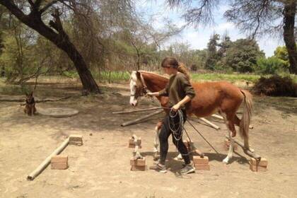 Beim Pferde-Training