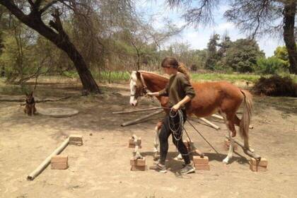 Beim Pferde-Training