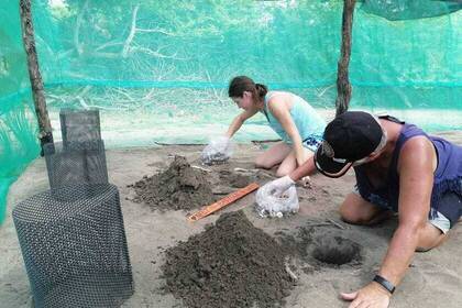 Burying the turtle eggs in the hatchery