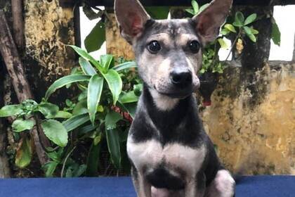 Engagiere dich für gerettete Hunde und Katzen im Großraum Hanoi
