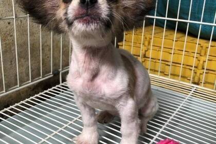 Setze dich für die medizinische Versorgung von Tieren im Großraum Hanoi ein!