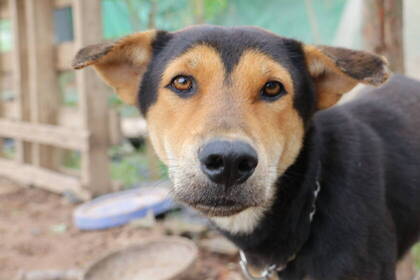 Leiste Freiwilligenarbeit für Tiere in Hanoi