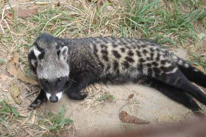 Auch andere Tiere leben im Nationalpark