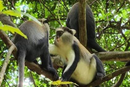 Wildlife im Nationalpark Ghana