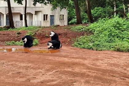 Affen im Volunteer Projekt