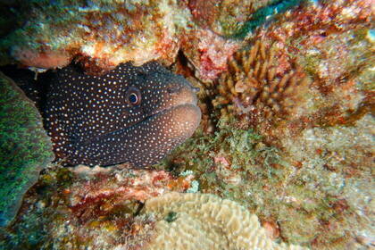 Meeresbewohner in Südafrika