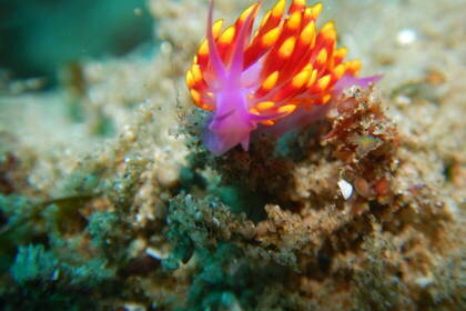 Die faszinierende Unterwasserwelt