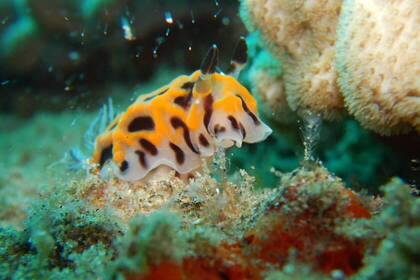 Beeindruckende Flora und Fauna in Südafrika