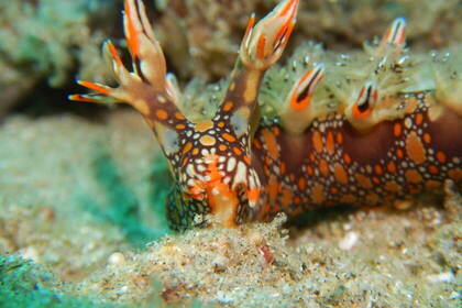 Meeresbewohner im Riff