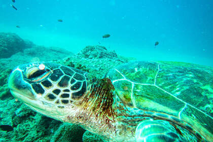 Unterwasserschildkröte