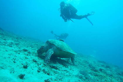 Underwater turtle and diver