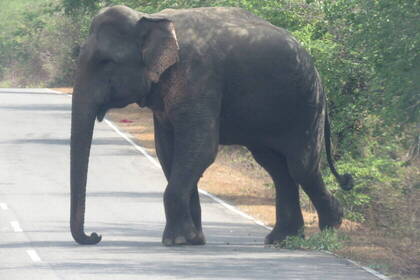 If you're lucky, you'll also get to see wild elephants on your trekking & wildlife adventure.